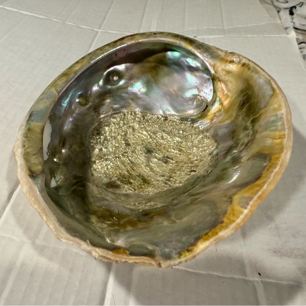 Iridescent Abalone Shell - Picture 3 of 8